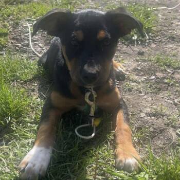 Hops -  Rottweiler and Mixed Breed Dog for Adoption in Olathe, Kansas - Hops | PetCurious