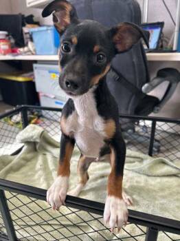 903 Gully -  Mixed Breed Dog for Adoption in Pleasanton, California - 903 Gully | PetCurious