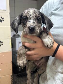 Bingo -  Labrador Retriever and Australian Cattle Dog Blue Heeler Dog for Adoption in Swainsboro, Georgia - Bingo | PetCurious