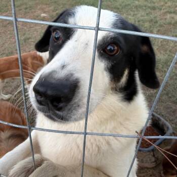 Spots -  Australian Shepherd and Australian Cattle Dog Blue Heeler Dog for Adoption in Hackett, Arkansas - Spots | PetCurious