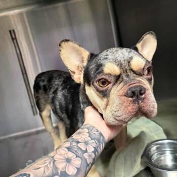 Beau -  French Bulldog Dog for Adoption in Montgomery, Texas - Beau | PetCurious