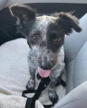 Kona -  Chihuahua and Cattle Dog Dog for Adoption in Corona, California - Kona | PetCurious