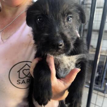 Twiggy -  Mixed Breed Dog for Adoption in Riverwoods, Illinois - Twiggy | PetCurious