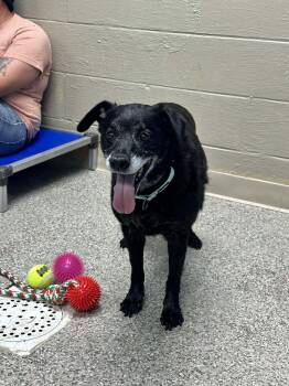 Labrador Retriever Dogs Available for Adoption in Kimberlin Heights, Tennessee - Dolly | PetCurious