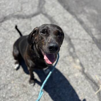 Rescue Hound and Mixed Breed Dogs for Adoption in Spokane, Washington - Bodi | PetCurious