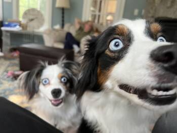 Luna and Nyx -  Australian Shepherd Dog for Adoption in Alexandria, Virginia - Luna And Nyx | PetCurious