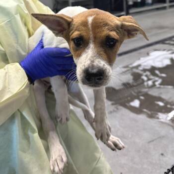 Karen -  Mixed Breed Dog for Adoption in Las Cruces, New Mexico - Karen | PetCurious