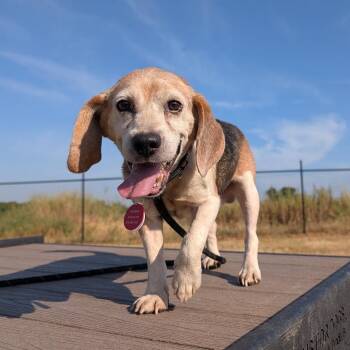 Jimbo -  Beagle Dog for Adoption in Nowata, Oklahoma - Jimbo | PetCurious