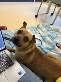 Garbanzo Bean -  Terrier and Mixed Breed Dog for Adoption in Westland, Michigan - Garbanzo Bean | PetCurious