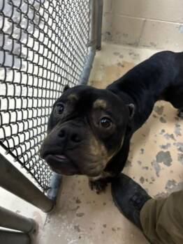 Fletcher -  American Bulldog and Mixed Breed Dog for Adoption in West Memphis, Arkansas - Fletcher | PetCurious
