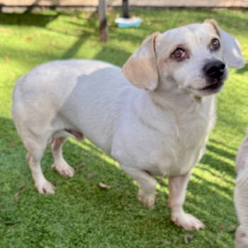 Rescue Terrier Dogs for Adoption in Oakland, California - Fat Boi | PetCurious