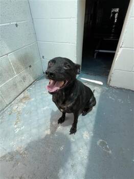 ELLIE -  Rat Terrier and Mixed Breed Dog for Adoption in Corpus Christi, Texas - ELLIE | PetCurious