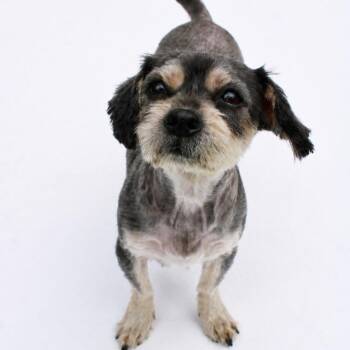 Yorkshire Terrier and Shih Tzu Dogs Available for Adoption in Saratoga Springs, New York - Marcie | PetCurious