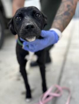 Chaco -  Chihuahua Dog for Adoption in Victorville, California - Chaco | PetCurious