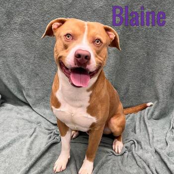 Blaine -  Mixed Breed Dog for Adoption in Pleasantville, New Jersey - Blaine | PetCurious