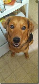 Golden Retriever and American Foxhound Dogs Available for Adoption - Bodhi Retriever/Houndy Mix Sweet And Gentle | PetCurious