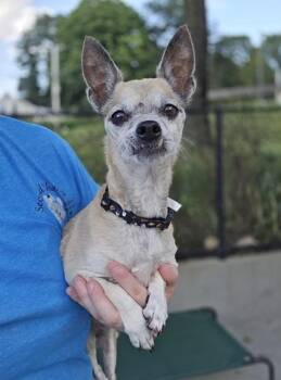 Jessie -  Chihuahua and Mixed Breed Dog for Adoption in East Brookfield, Massachusetts - Jessie | PetCurious