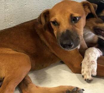 Conan -  Hound Dog for Adoption in Elgin, Texas - Conan | PetCurious