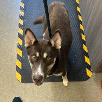 Lyrica -  Siberian Husky and Mixed Breed Dog for Adoption in Council Bluffs, Iowa - Lyrica | PetCurious
