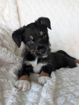Liam Lime -  Shepherd and Labrador Retriever Dog for Adoption in Baton Rouge, Louisiana - Liam Lime | PetCurious