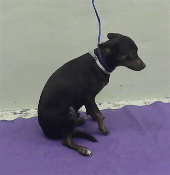 Rescue Chihuahua and Mixed Breed Dogs for Adoption in Houston, Texas - A2042984 | PetCurious