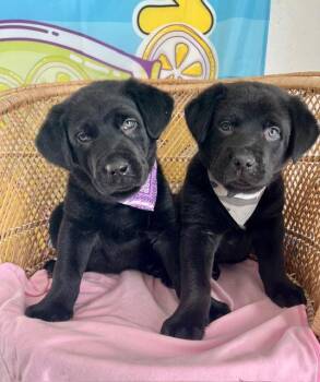Labrador Retriever Dogs Available for Adoption in Seattle, Washington - Tonka | PetCurious