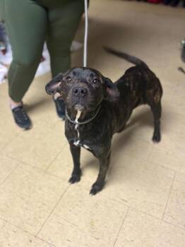 Pit Bull Terrier and Mixed Breed Dogs Available for Adoption - Lobelia | PetCurious