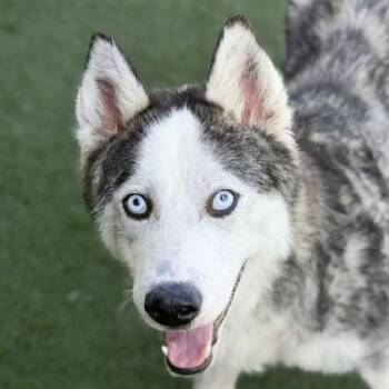 Siberian Husky Dogs Available for Adoption in Sacramento, California - Titan | PetCurious