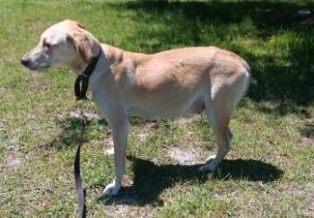 Carolina Dog and Mixed Breed Dogs Available for Adoption in Conway, South Carolina - Snowflake | PetCurious