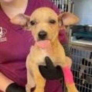 Dachshund Dogs Available for Adoption in Hopkinton, Massachusetts - Sweetie | PetCurious