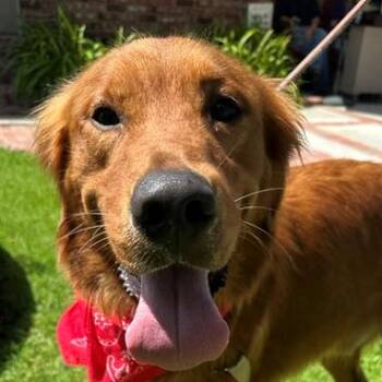 Royce -  Golden Retriever Dog for Adoption in Los Angeles, California - Royce | PetCurious