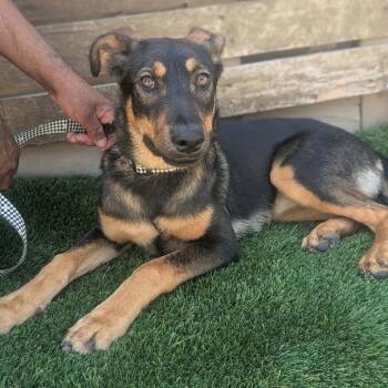 Rosalinda -  German Shepherd Dog and Mixed Breed Dog for Adoption in Idaho Falls, Idaho - Rosalinda | PetCurious