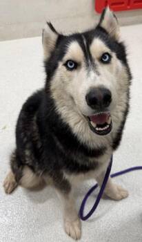 Raider -  Siberian Husky and Mixed Breed Dog for Adoption in Honolulu, Hawaii - Raider | PetCurious