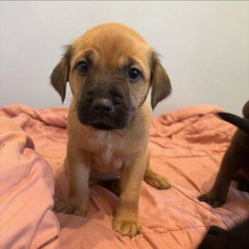 Shakira 6108 -  Mixed Breed Dog for Adoption in Loxahatchee Groves, Florida - Shakira 6108 | PetCurious