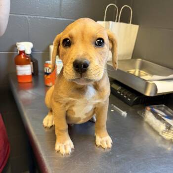 Labrador Retriever and Mixed Breed Dogs Available for Adoption in Tuscaloosa, Alabama - Freddy | PetCurious