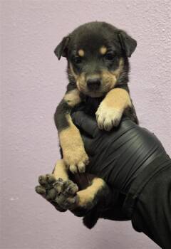 61621445 -  Shepherd and Mixed Breed Dog for Adoption in El Paso, Texas - 61621445 | PetCurious