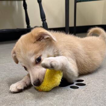 Goalie -  Golden Retriever Dog for Adoption in La Grange, Kentucky - Goalie | PetCurious