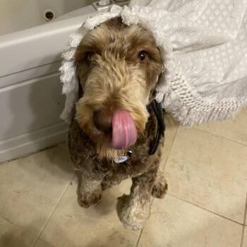 Migo -  English Springer Spaniel and Poodle Dog for Adoption in Rochester, Minnesota - Migo | PetCurious