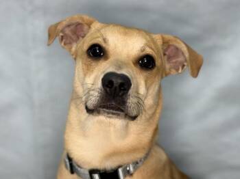 Cali -  Labrador Retriever Dog for Adoption in Portland, Oregon - Cali | PetCurious