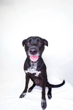 Rescue Pit Bull Terrier Dogs for Adoption in Bixby, Oklahoma - Freezie | PetCurious