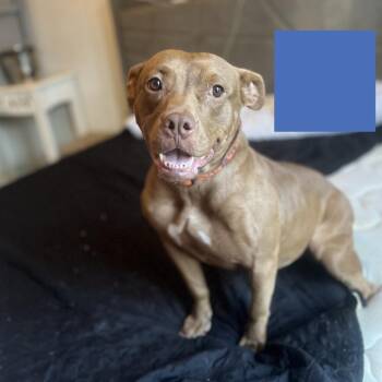 Pit Bull Terrier Dogs Available for Adoption - Sapphire | PetCurious