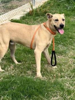 Guy -  Terrier Dog for Adoption in Bloomfield, Connecticut - Guy | PetCurious