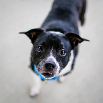 Pluto -  Terrier and Mixed Breed Dog for Adoption in Dover, New Hampshire - Pluto | PetCurious