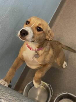Sandie -  Labrador Retriever Dog for Adoption in Roanoke, Virginia - Sandie | PetCurious