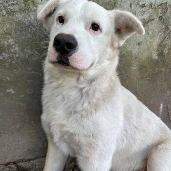 Labrador Retriever and Husky Dogs Available for Adoption in Homestead, Florida - Wesley | PetCurious