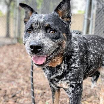 Gris -  Australian Cattle Dog Blue Heeler Dog for Adoption in Oakland, California - Gris | PetCurious