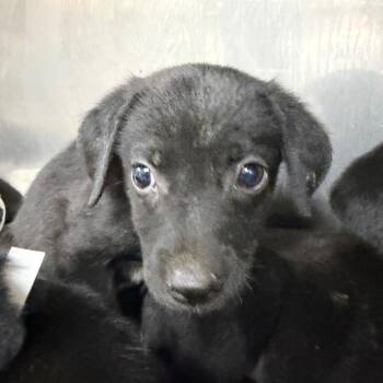 Brad -  Black Labrador Retriever and Mixed Breed Dog for Adoption in Parrish, Alabama - Brad | PetCurious