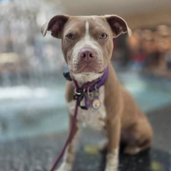 Elle -  American Staffordshire Terrier Dog for Adoption in Los Angeles, California - Elle | PetCurious
