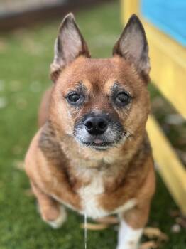 Rescue Corgi and Chihuahua Dogs for Adoption in West Hollywood, California - Ms. Potato | PetCurious