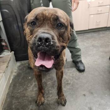 Mastiff Dogs Available for Adoption - Maddie | PetCurious